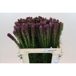 Liatris Spicata