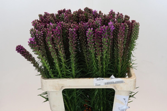 <h4>Liatris Spicata</h4>