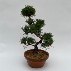 Pinus Thunbergii Bonsai 'F2' 19 cm (herkomst: Japan)