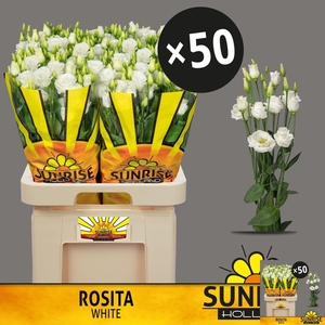 EUS G ROSI  WHITE