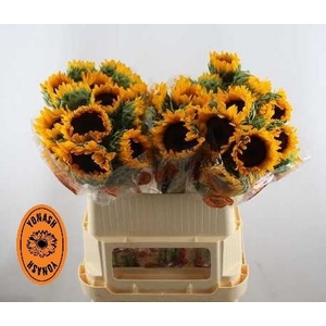 Helianthus Sunflower Orange Fire