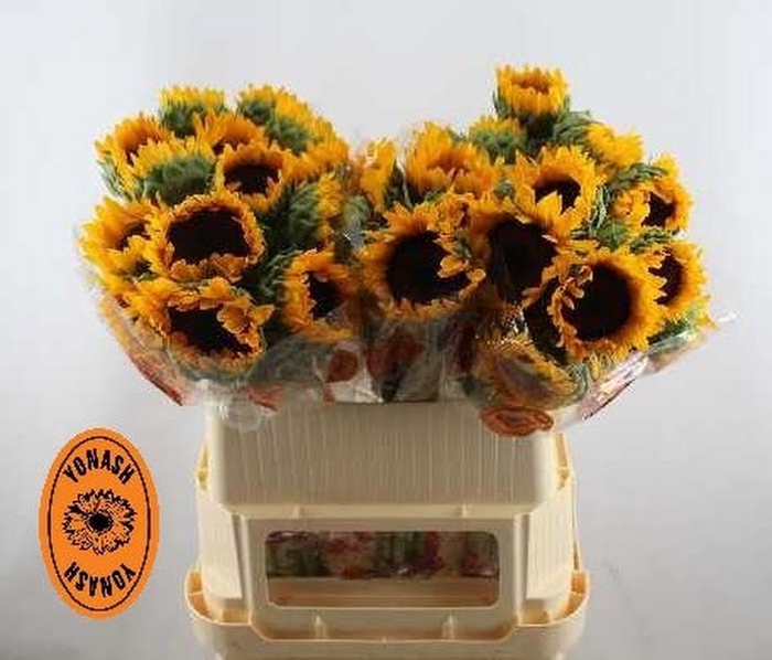 Helianthus Sunflower Orange Fire