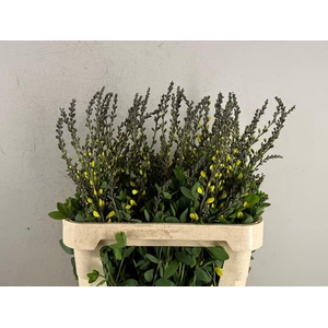 Baptisia Australis Geel