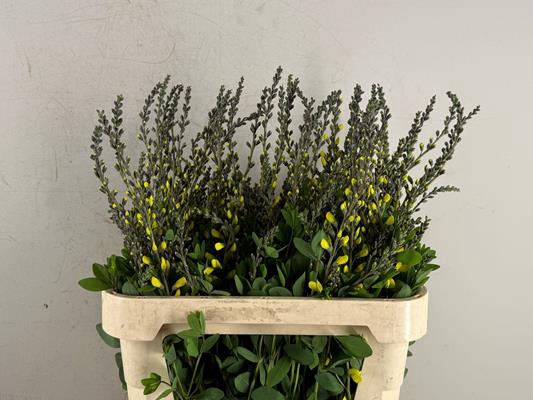 <h4>Baptisia Australis Geel</h4>