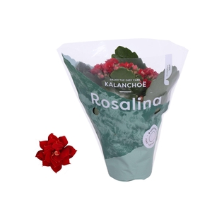 Kalanchoe Rosalina Don Justino 7cm