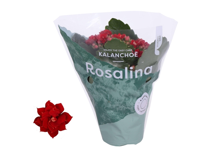 <h4>Kalanchoe Rosalina Don Justino 7cm</h4>