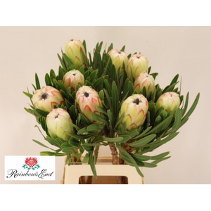 PROTEA WHITE NIGHT