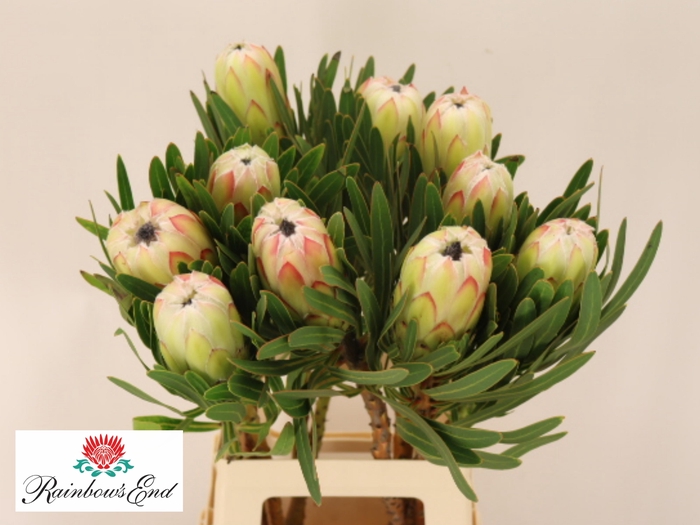 <h4>PROTEA WHITE NIGHT</h4>