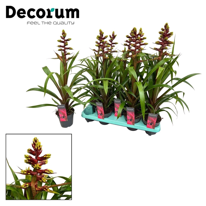 <h4>Guzmania Choco (Decorum)</h4>