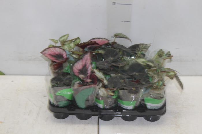 <h4>BEGONIA REX P06 PO</h4>