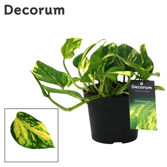 <h4>Scindapsus (Epipremnum) N'joy Gold DECORUM</h4>