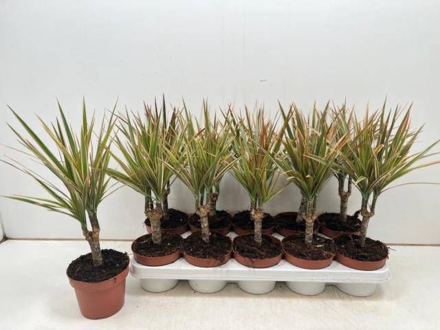 <h4>DRA MARG BICOLOR</h4>