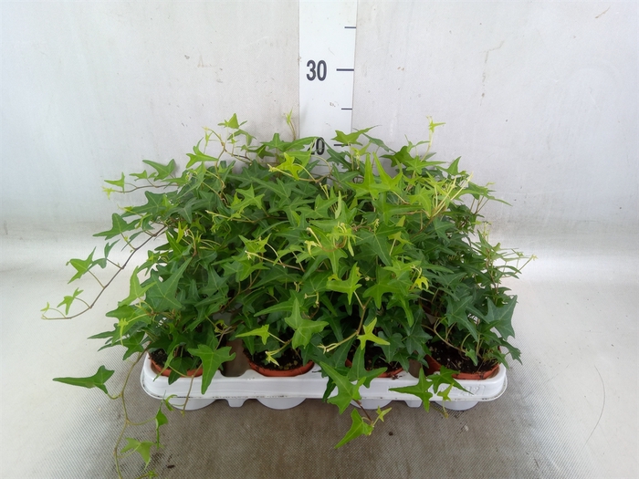 <h4>Hedera   ...green leafed</h4>