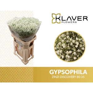 Gyps Fine Discovery 35 gram Klaver