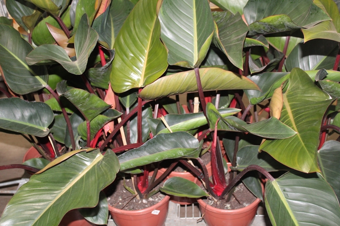 <h4>PHILODENDRON ROJO CONGO P24</h4>