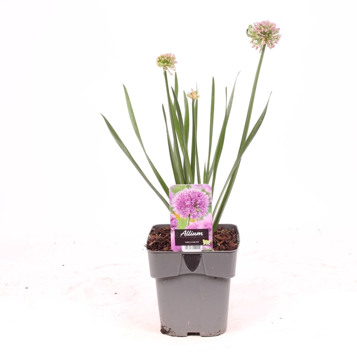 <h4>Allium 'Millenium'</h4>