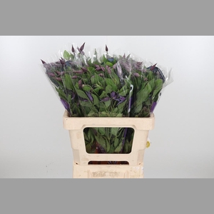 Clem Di Bl Pirouette