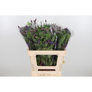 Clem Di Bl Pirouette