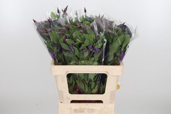 <h4>Clem Di Bl Pirouette</h4>