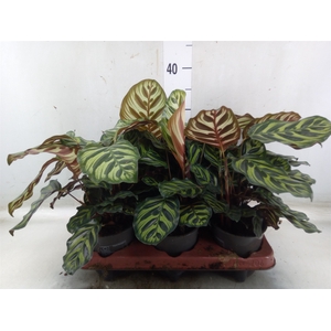 Calathea makoyana