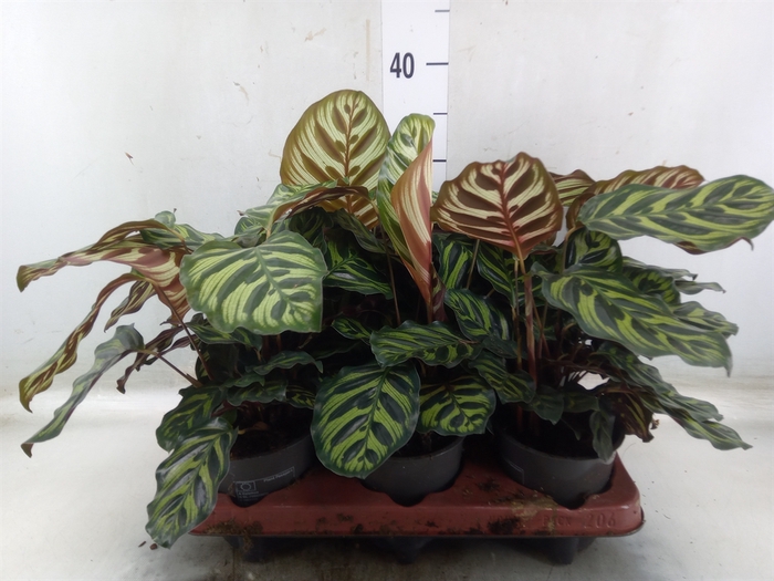 <h4>Calathea makoyana</h4>