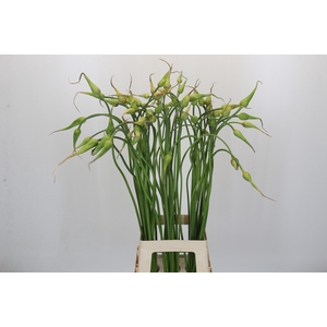Allium Sativum Ophioscorodon