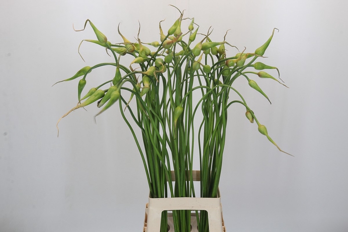 <h4>Allium Sativum Ophioscorodon</h4>