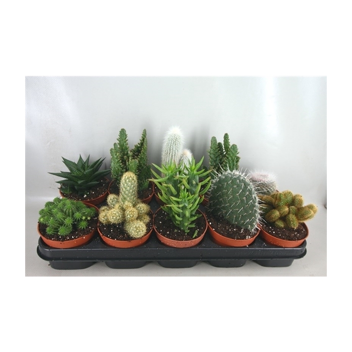 <h4>art.119 Cactus mix 12 cm</h4>