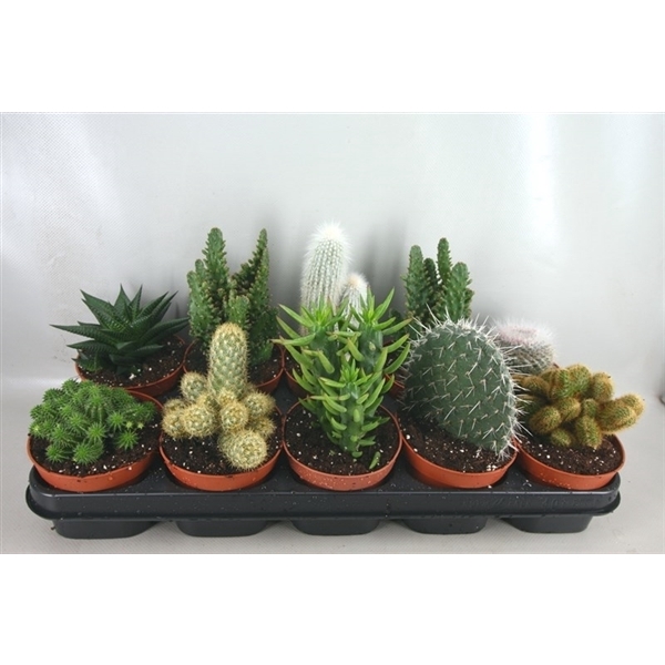 <h4>119 Cactus mix 12 cm</h4>