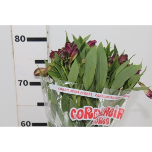 ALSTROEMERIA NAPOLI 080 CM