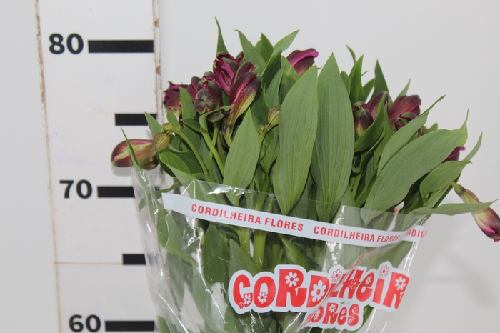 <h4>ALSTROEMERIA NAPOLI 080 CM</h4>