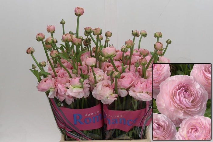 <h4>RAN ROMANCE SEINE</h4>