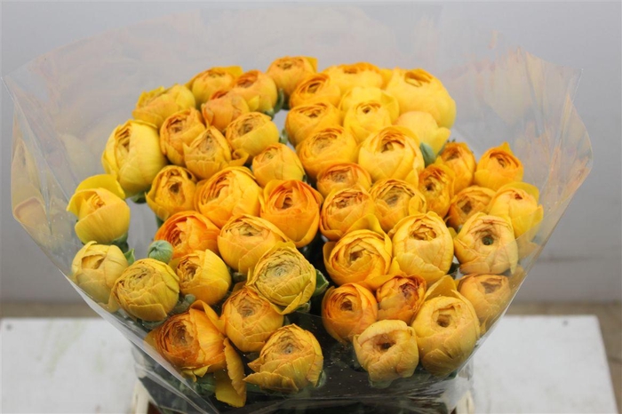 <h4>Ran Cloni Ex Sunrise</h4>