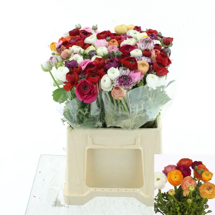 <h4>RAN GEM IN BOS</h4>