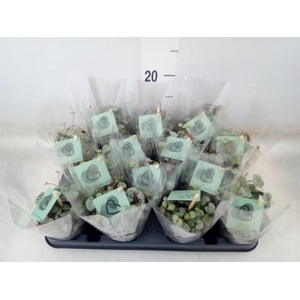 Ceropegia woodii ssp. woodii