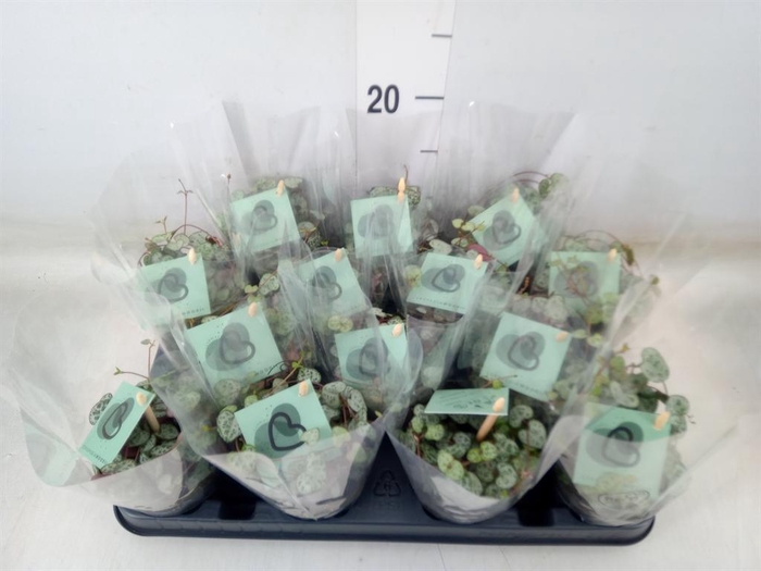 <h4>Ceropegia woodii ssp. woodii</h4>