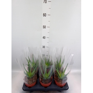 Aloe arborescens