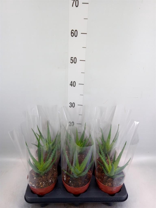 <h4>Aloe arborescens</h4>