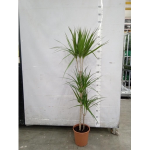 Dracaena marg.