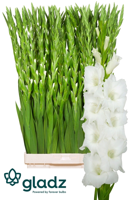 <h4>Glad Gr Nova Zembla Gladz</h4>