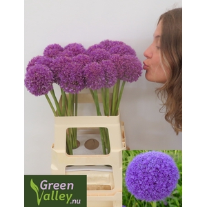 ALLIUM GIGANTEUM