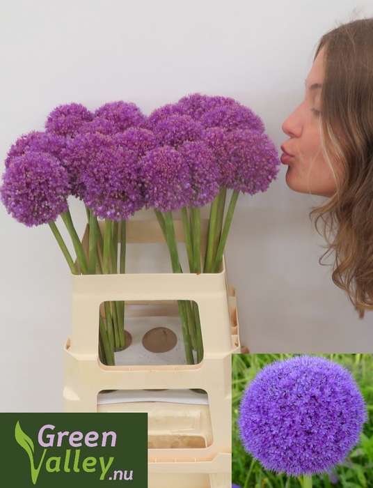 <h4>ALLIUM GIGANTEUM</h4>