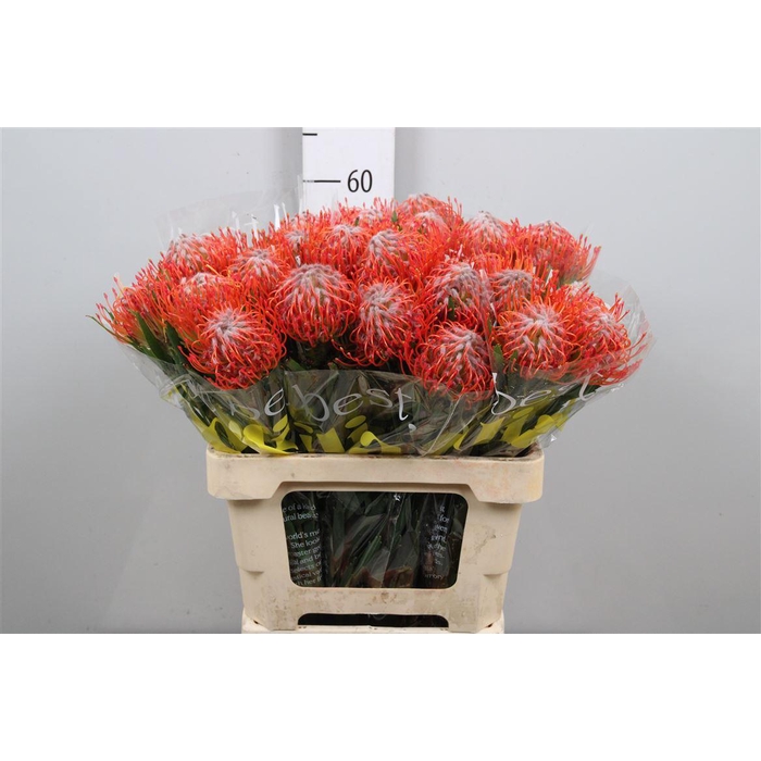 <h4>Leuco Tango</h4>