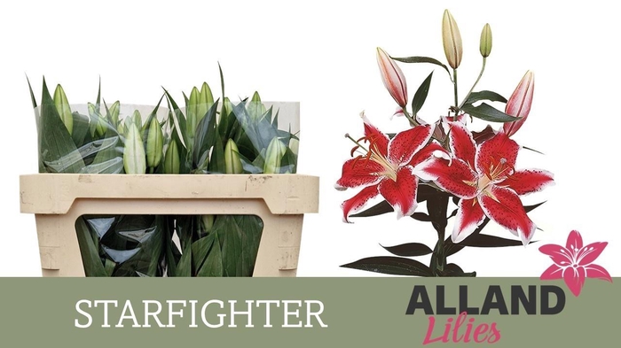 <h4>LI OR STARFIGHTER</h4>