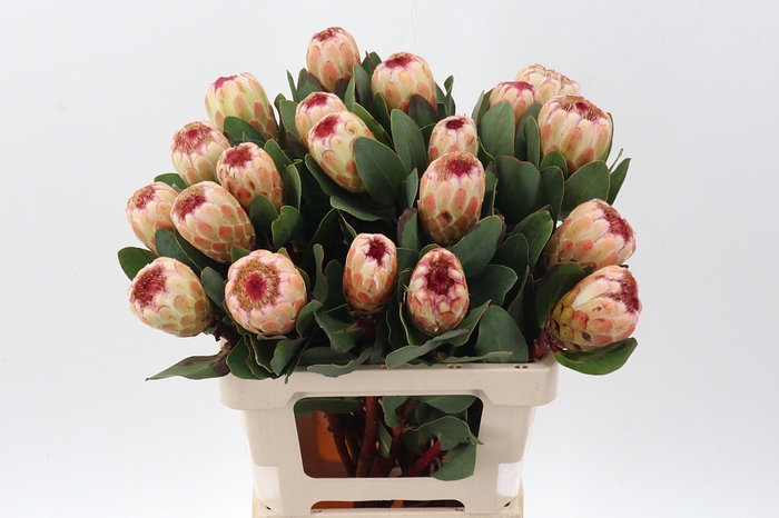 <h4>Protea Grandicolor</h4>