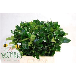 Ilex Bl M Blue Fantasy