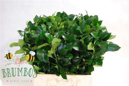 <h4>Ilex Bl M Blue Fantasy</h4>