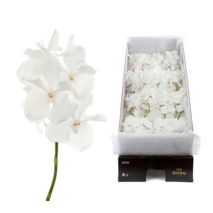 Vanda Kanchana Ansu No.1 X16