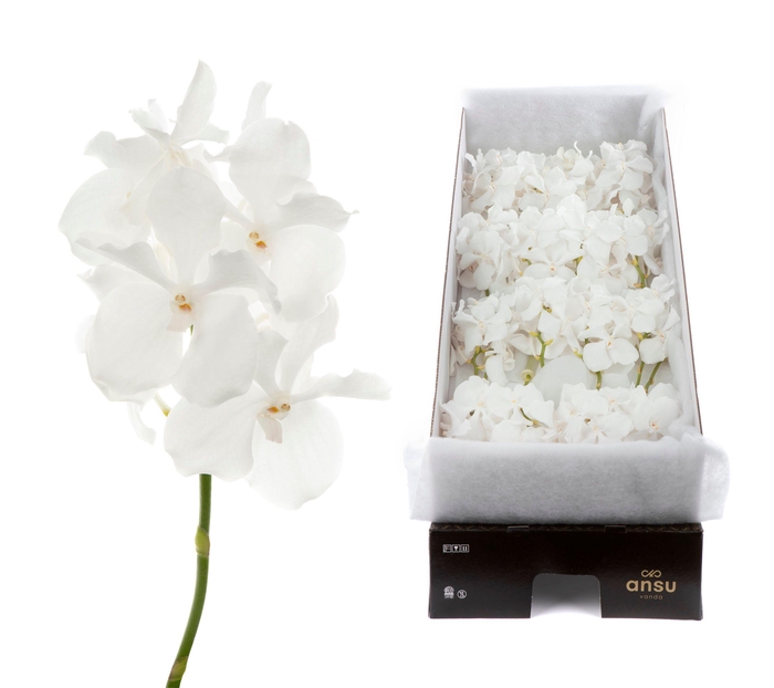 <h4>Vanda Kanchana Ansu No.1 X16</h4>