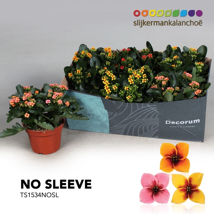 <h4>Kalanchoe No Sleeve - Tiger Mix</h4>